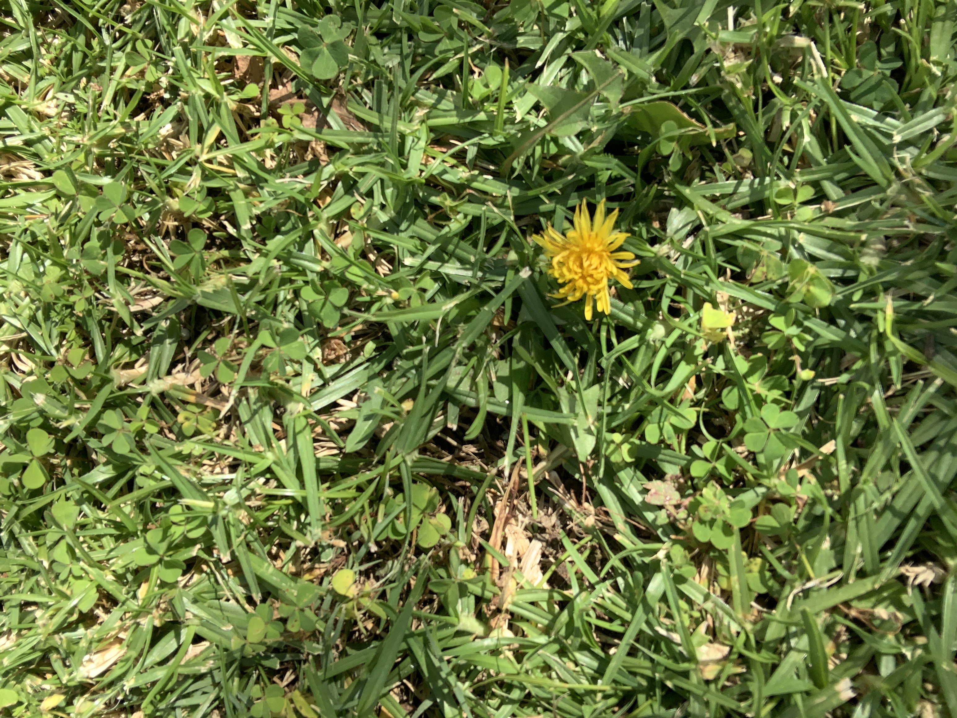 Small dandelion flower in the grass